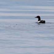Pigeon Guillemot